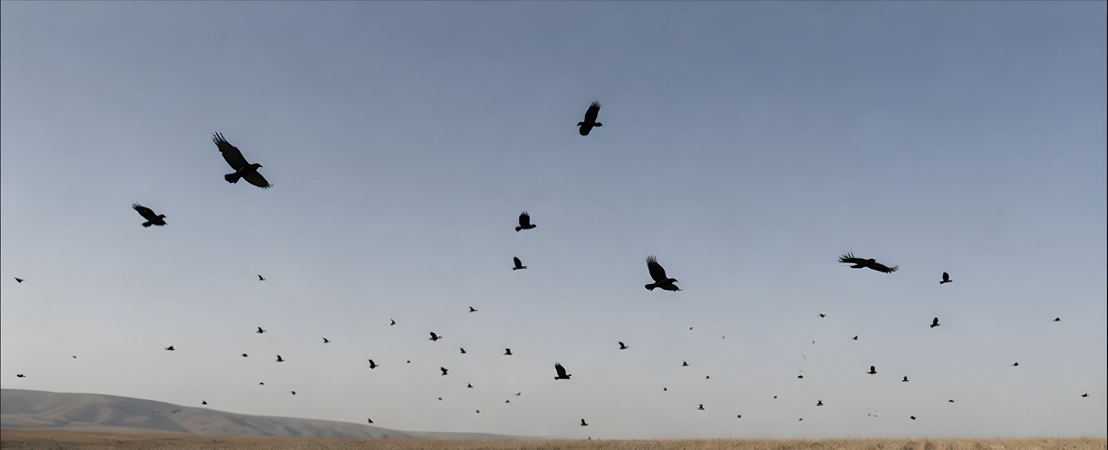 広い空の下、野を横切って飛ぶ烏の群れ