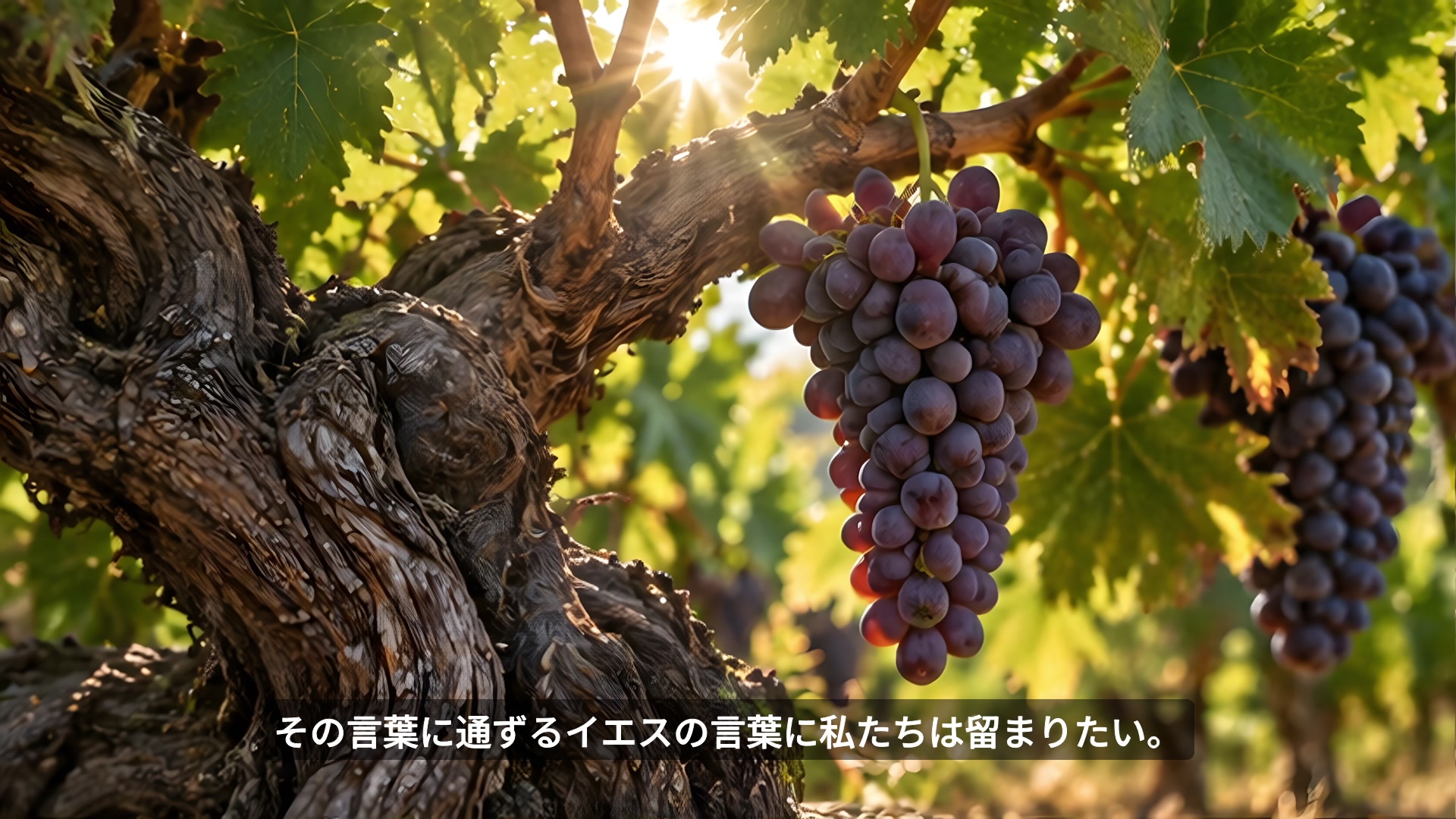 幹につながる枝とぶどうの実